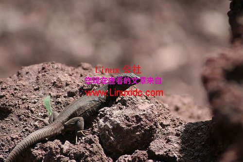 SUSE Linux吉祥物[图]