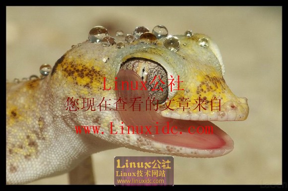 如果OpenSUSE以这种形象出现你还敢使用吗？[图文]