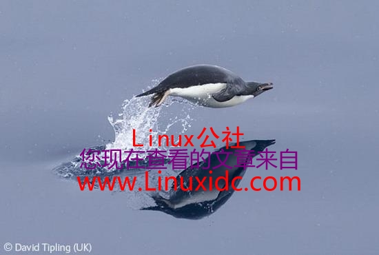 获奖的动物精灵 Linux代表企鹅上榜(图)