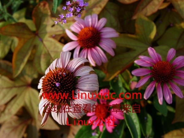 Fedora 9的桌面壁纸真得太漂亮